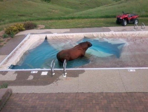 When there is a cow in your pool/ 