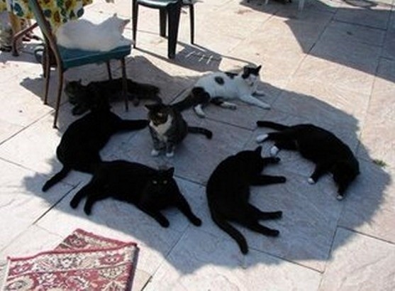 All the cats live under your umbrella's shade.
