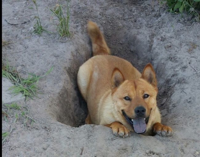 Well...I dug a hole in your garden. 