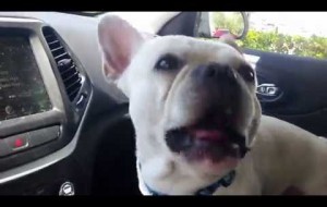 Watch these cute french buldogs lose their patience when they see that magical "P" word. 