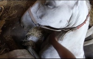 This farmer tried everything to save his horse from death. Then he had a BRILLIANT IDEA